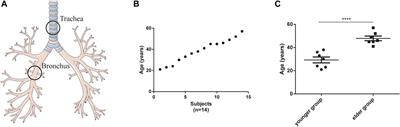 Transcriptomic profiles of age-related genes in female trachea and bronchus